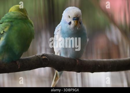 Wellensittiche. Heimvögel aus Australien. Stockfoto