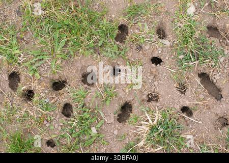 Maus- oder Wühlloch im Boden, Rasenanbauproblem, Landwirtschaftsproblem. Nagetierüberbevölkerung. Stockfoto