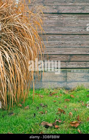 Vertikale Details aus trockenem, goldbraunem Ziergras (Miscanthus) im Kontrast zu einem leuchtend grünen Rasen. Hintergrund ist ein alter, horizontaler Wald Stockfoto