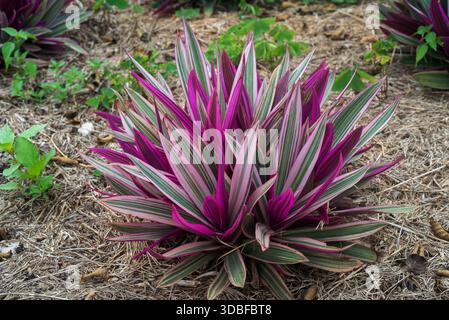 Moses-in-the-Cradle-Tradescantia spathacea Stockfoto