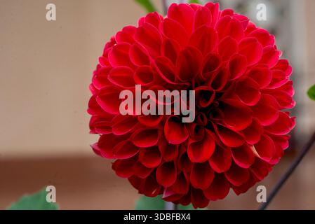 Dahlia pinnata Stockfoto