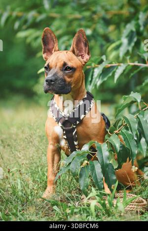 Niedlicher Hund mit Y-förmigem Gurtzeug, der zwischen Gras und Pflanzen sitzt Stockfoto