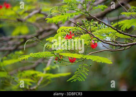 Extravagant - Delonix regia Stockfoto