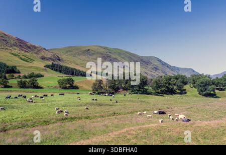 Eine friedliche ländliche Szene mit Kühen, die auf einer sonnendurchfluteten Wiese weiden, sanften Hügeln und verstreuten Bäumen. Klarer blauer Himmel, grüne Felder und ferne Berge c Stockfoto