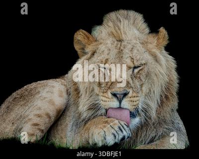 Löwenporträt in einem Safari-Park in England. Dieser Löwe putzt die Pfoten. Die Augen schließen sich, er ist total fokussiert. Stockfoto