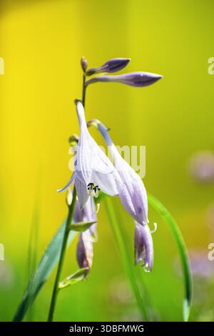 Zarte lila Hosta-Blüten blühen in einem üppigen Sommergarten, mit sanftem Grün und gelbem Laub im Hintergrund. Vertikale Nahaufnahme in sanfter Form Stockfoto