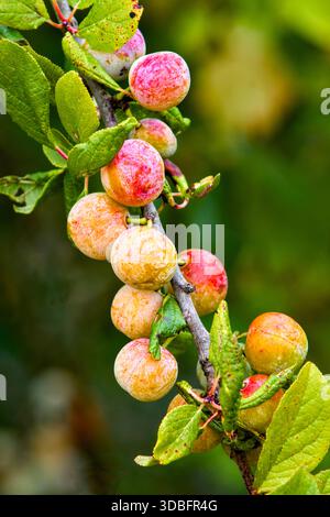 Mirabelle-Früchte, die auf dem Zweig pf Pflaumenbaum wachsen - Zentralfrankreich. Stockfoto