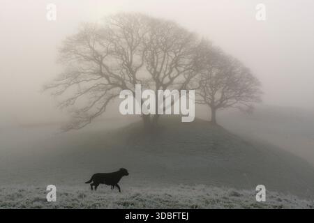 Ein schwarzer Labrador zieht durch ein nebeliges, frostbedecktes Feld neben Zwillingseichen auf einem sanften Hügel. Die Szene vermittelt Rätsel, Einsamkeit und das Stockfoto