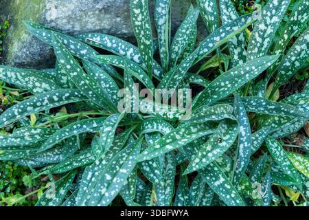 Schmalblättrige, kühn gefleckte Silberblätter Pulmonaria longifolia „Bertram Anderson“ Stockfoto