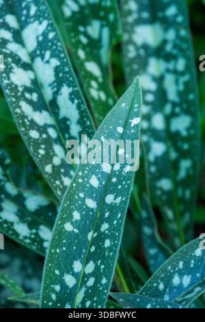 Schmalblättriges Lungenkraut Blätter Pulmonaria longifolia Stockfoto