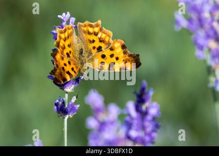 Komma Schmetterling auf Lavendelblume Polygonia c-Album Stockfoto