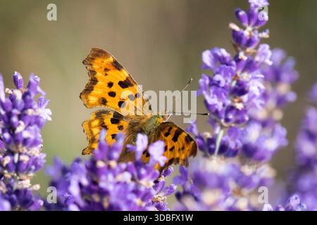 Komma Schmetterling auf Blume Polygonia c-Album Lavendel Stockfoto