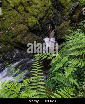 Eine üppige, moosbedeckte Schlucht, in der ein schmaler Bach über Felsen fließt, eingerahmt von lebhaften Farnen und dichtem Grün. Ruhige Waldszene perfekt für nat Stockfoto