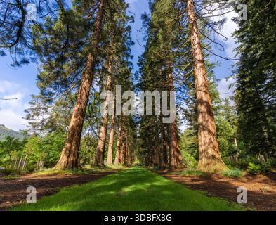 Ein sonnendurchfluteter, grasbewachsener Pfad schlängelt sich durch hoch aufragende Bäume im Botanischen Garten von Benmore und schafft eine friedliche Waldszene. Heller Himmel, grünes Farnunterholz und Stockfoto