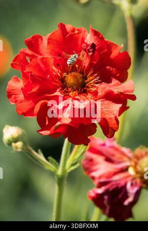 Solitary Bee Fying in Flower Geum „Scarlet Tempest“ Stockfoto
