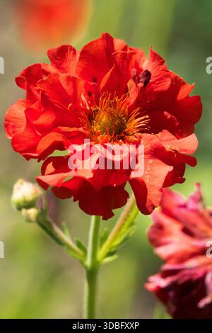 Geum 'Scarlet Tempest' Stockfoto