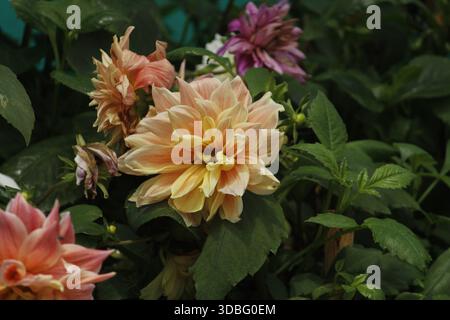 Die schöne Ausstrahlung einer Blume - Garten Dahlia Stockfoto