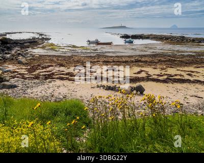 Eine ruhige Küstenszene mit Booten in der Nähe eines felsigen Ufers, gelben Blumen im Vordergrund und einer Insel mit einem Leuchtturm am Horizont. Stockfoto