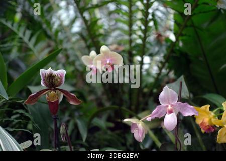 Mittlere Nahaufnahme mehrerer Orchideenblüten mit rosa, weißen, gelben und kastanienbraunen Blüten, glatten, wachsartigen Oberflächen, zentralem Labellum. Stockfoto