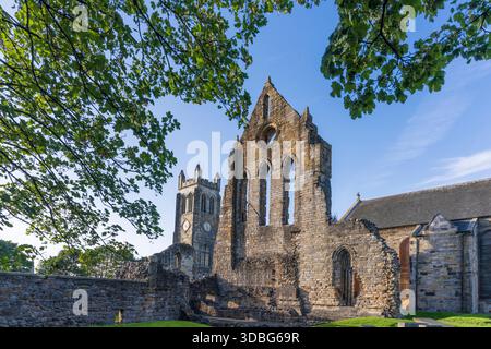 Ruinierte Abtei und Kirche mit hohem Turm, Steinmauern und hellblauem Himmel, eingerahmt von Laubbäumen. Stockfoto