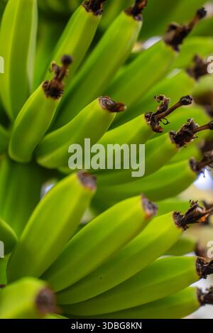 Makroaufnahme unreifer grüner Bananen in Cluster, Madeira, Portugal Stockfoto
