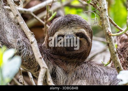 Bradypus variegatus am Faulpfad des Jari-Kanals bei Alter do Chao, Santarem, Para State, Brasilien. Stockfoto