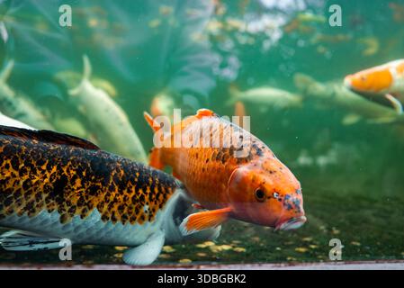 Koi-Fische gleiten in einem Teich, orange und schwarze Koi stehen im Mittelpunkt Stockfoto