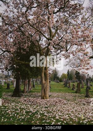 Magnolienbaum in voller Blüte, der im Frühling zwischen Grabsteinen auf einem ruhigen Friedhof steht Stockfoto