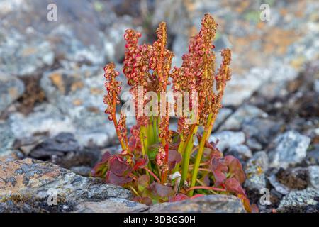 Alpensammler / Sauerampfer (Oxyria digyna), arktische Staudenpflanze, die im Sommer auf Svalbard / Spitzbergen, Norwegen, auf der Tundra blüht Stockfoto
