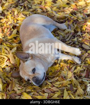 9 Jahre alter Red Tan Frenchie Männchen, der auf Herbstlaub ruht. Stockfoto