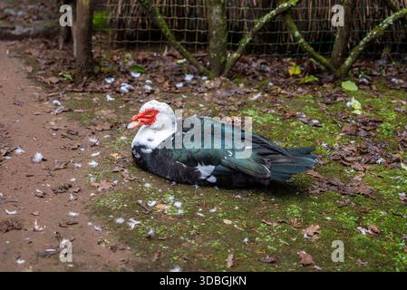 Moschusente mit roten Karunkeln auf feuchtem Boden, Funchal Stockfoto