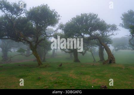 Nebelhüllen die Lorbeerbäume des Fanal-Waldes auf Madeira, Portugal Stockfoto