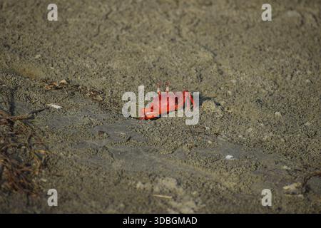 Rote Krabbe – lebendige Krustentiere an der Küste in Natural Habitat Stockfoto