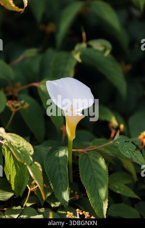Weiße Calla Lilienblume Gegen Grünes Laub Stockfoto