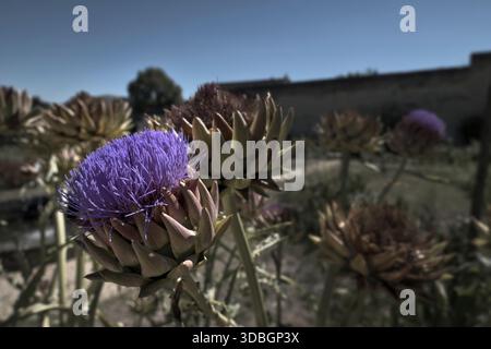 Leuchtend violette Blüte einer wilden Artischocke Stockfoto