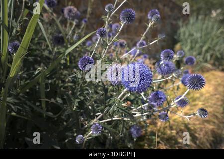 Nahaufnahme von Blue Globe Disteln in der Sonne Stockfoto
