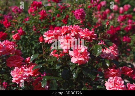 Rosa Rosenbusch in voller Blüte im Garten Stockfoto