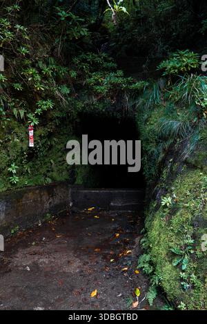 Moosbewachsener Tunneleingang auf einem Levada-Pfad in Madeira in der Nähe von Funchal Stockfoto