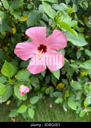 Rosafarbene Hibiskusblüte mit dunkelroter Mitte, die in üppig grünem Laub blüht Stockfoto