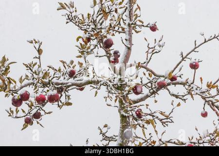 Amish-Apfelgarten in fallendem Schnee im Mecosta County, Michigan, USA Stockfoto