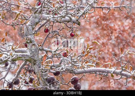 Amish-Apfelgarten in fallendem Schnee im Mecosta County, Michigan, USA Stockfoto