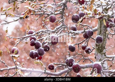 Amish-Apfelgarten in fallendem Schnee im Mecosta County, Michigan, USA Stockfoto