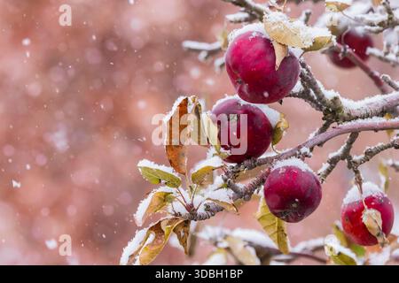 Amish-Apfelgarten in fallendem Schnee im Mecosta County, Michigan, USA Stockfoto