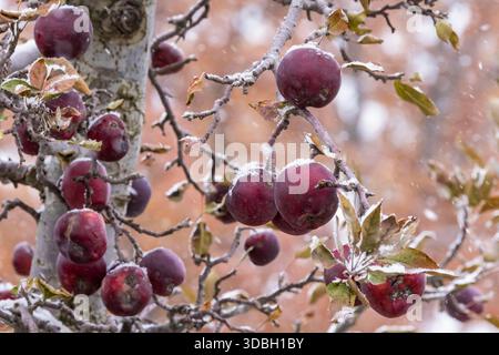 Amish-Apfelgarten in fallendem Schnee im Mecosta County, Michigan, USA Stockfoto