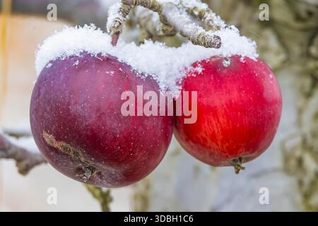 Amish-Apfelgarten in fallendem Schnee im Mecosta County, Michigan, USA Stockfoto