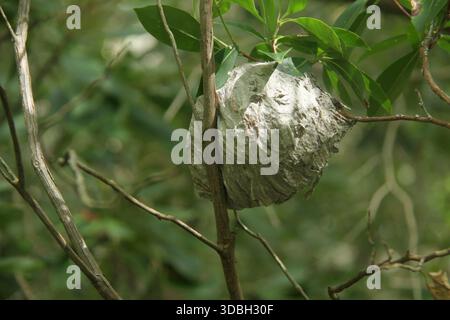 Virginia, USA. Großes Papier-Wespennest, das im Baum hängt. Stockfoto