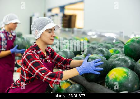 Hispanische Frau, die an der Wassermelonen-Sortierlinie im Obstlager arbeitet Stockfoto