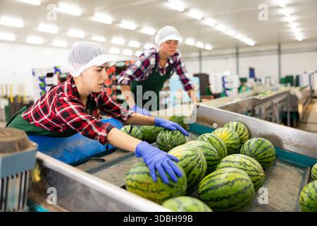 lateinamerikanische Sortiererin für Frauen, die an der Sortierlinie für Wassermelonen in der Fabrik arbeitet Stockfoto