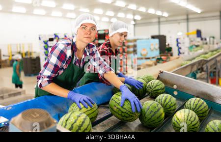 Weiblicher Sortierer, der an der Sortierlinie für Wassermelonen in der Fruchtverarbeitungsfabrik arbeitet Stockfoto
