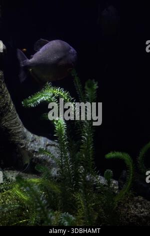 Piranhas schwimmen zwischen Algen im Aquarium eines Aquariums aus nächster Nähe Stockfoto